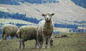 Les matières naturelles: la laine