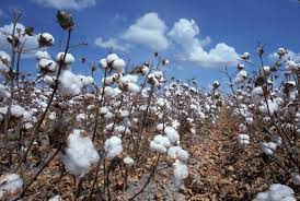 Les matières naturelles: le coton